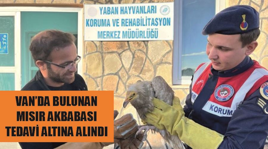 Van’da bulunan Mısır akbabası tedavi altına alındı