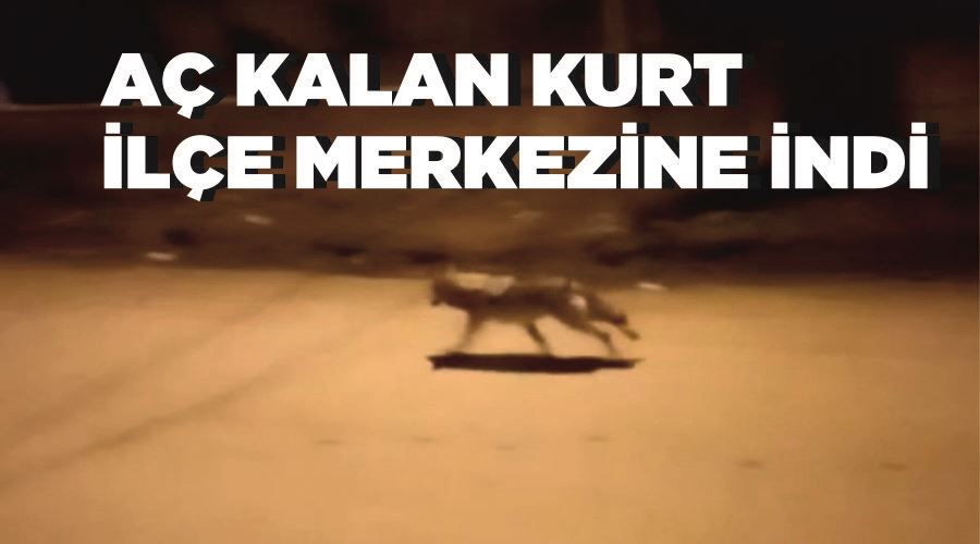 Aç kalan kurt ilçe merkezine indi