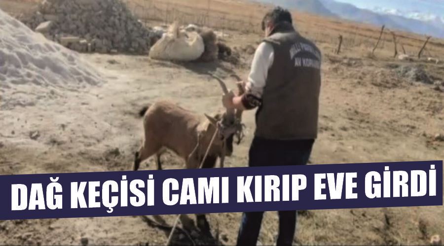 Dağ keçisi camı kırıp eve girdi