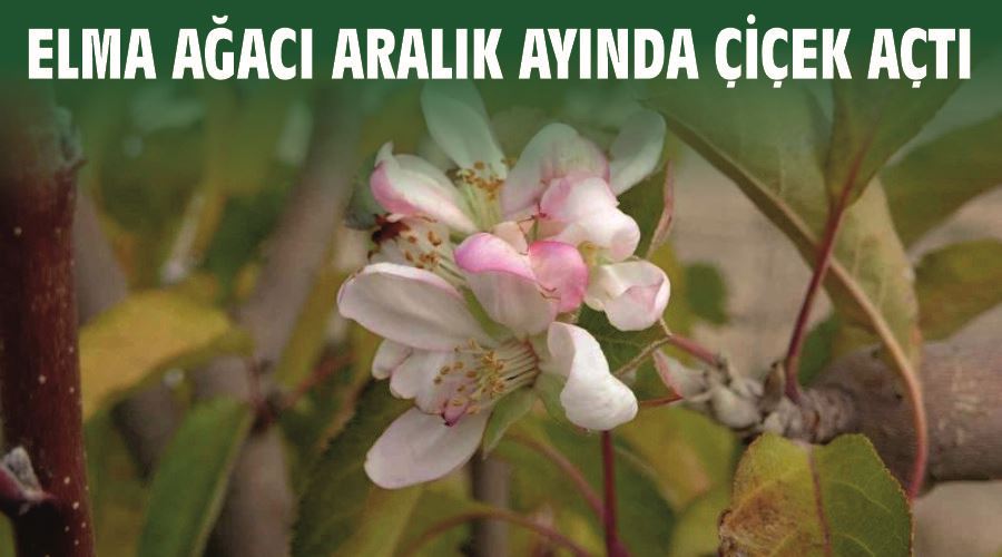 Elma ağacı aralık ayında çiçek açtı