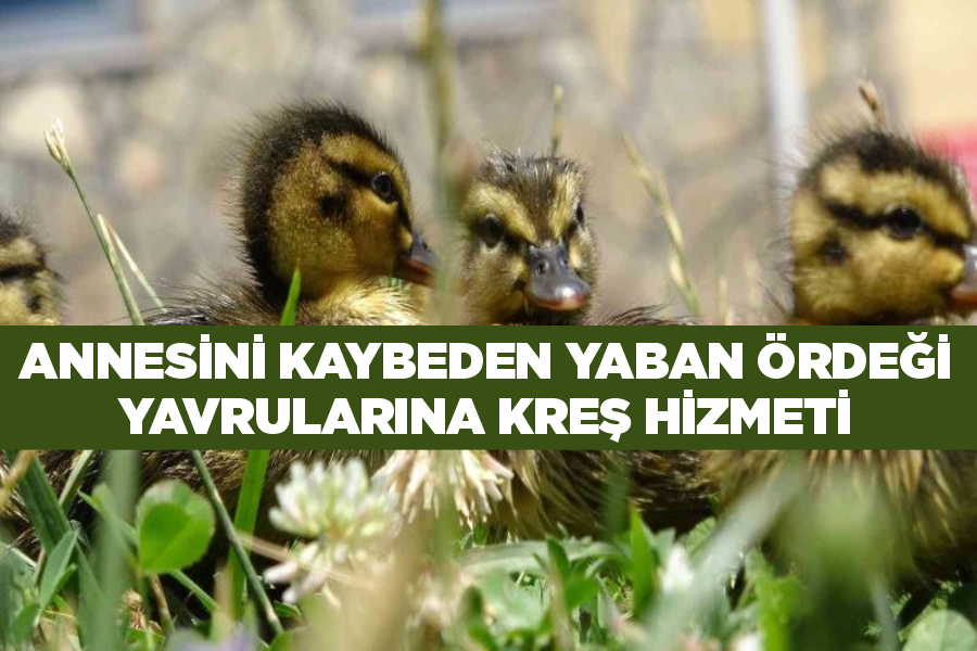 Annesini kaybeden yaban ördeği yavrularına kreş hizmeti