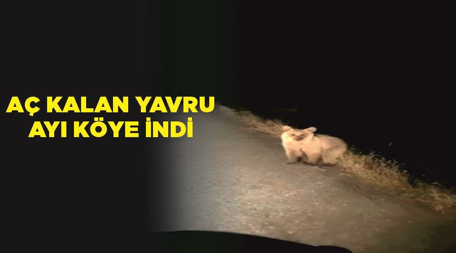 Aç kalan yavru ayı köye indi