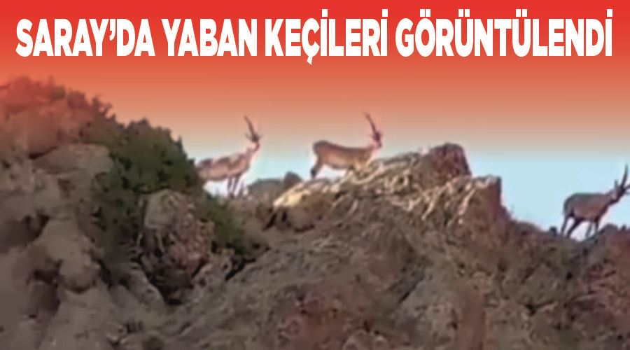 Saray’da yaban keçileri görüntülendi