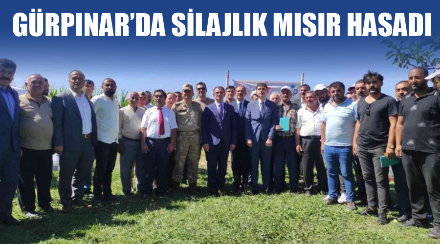 Gürpınar’da silajlık mısır hasadı