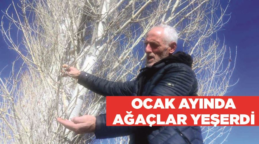 Ocak ayında ağaçlar yeşerdi