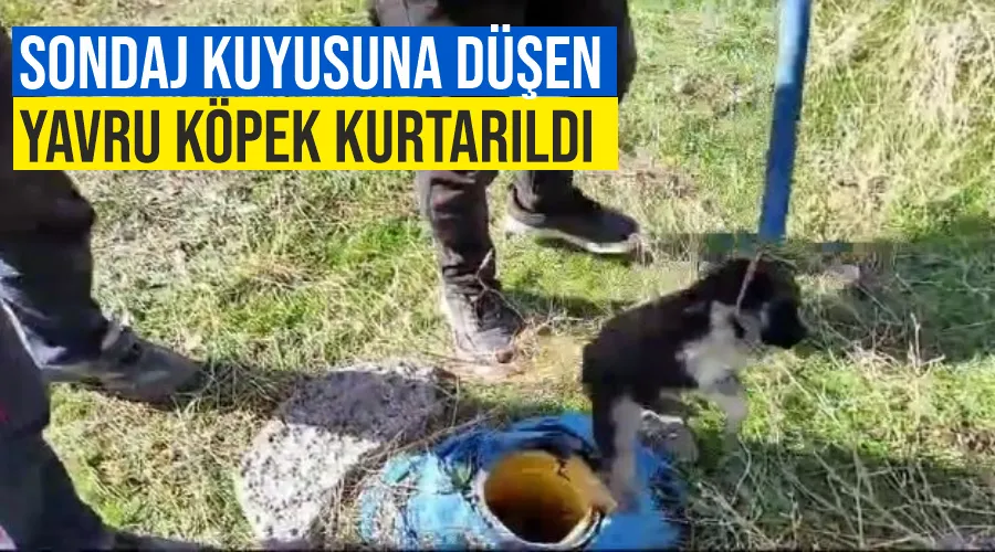 Sondaj kuyusuna düşen yavru köpek kurtarıldı