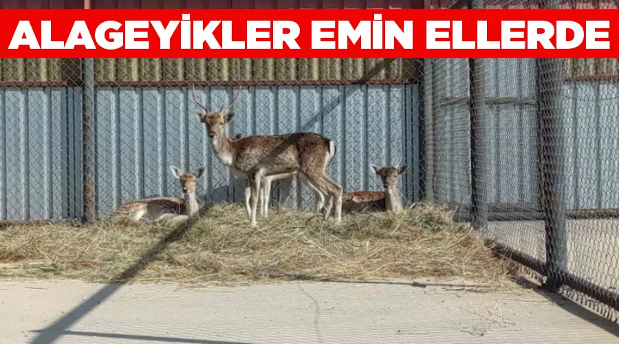 Alageyikler emin ellerde