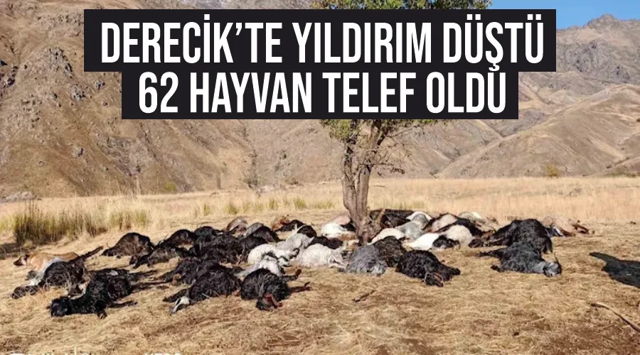 Derecik’te yıldırım düştü, 62 hayvan telef oldu