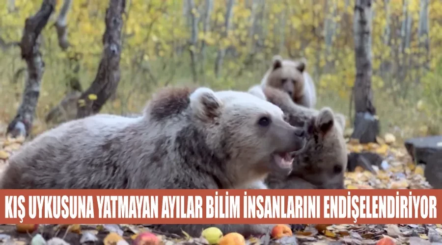 Kış uykusuna yatmayan ayılar bilim insanlarını endişelendiriyor