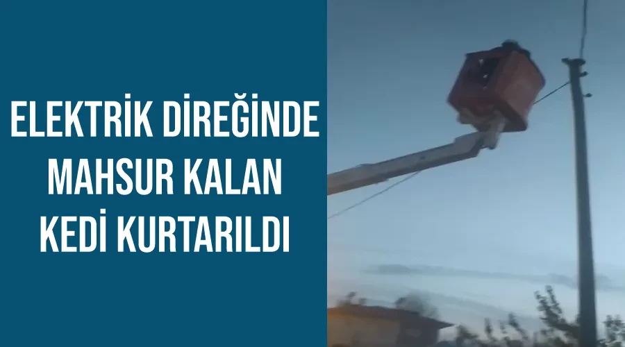 Elektrik direğinde mahsur kalan kedi kurtarıldı