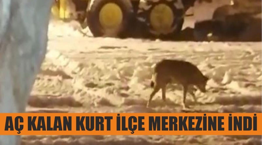 Aç kalan kurt ilçe merkezine indi