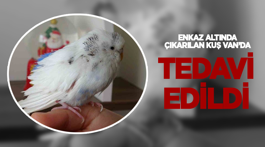 Enkaz altında çıkarılan kuş Van’da tedavi edildi