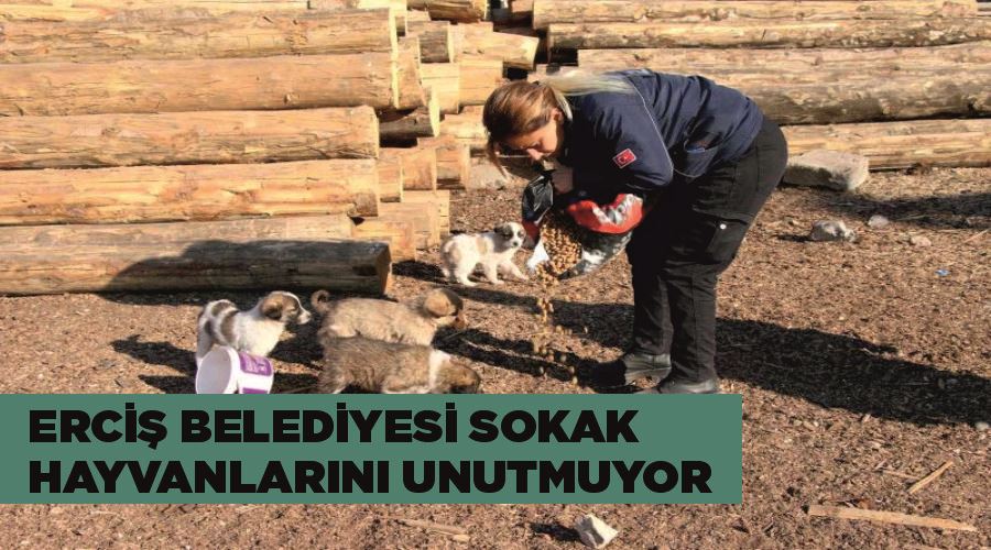 Erciş belediyesi sokak hayvanlarını unutmuyor