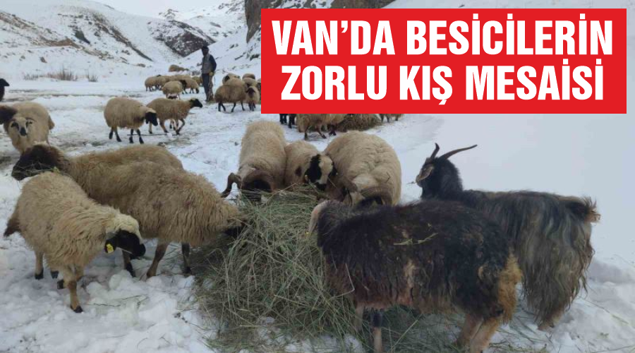 Van’da besicilerin zorlu kış mesaisi