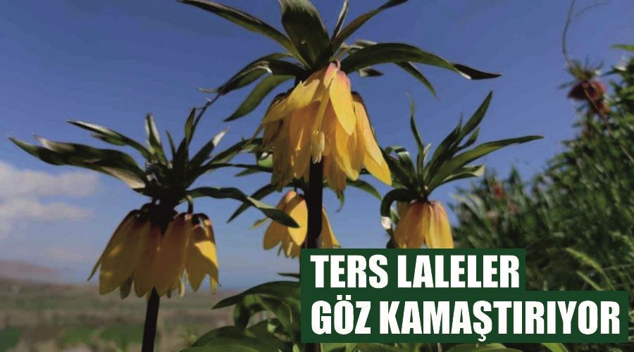 Ters laleler göz kamaştırıyor