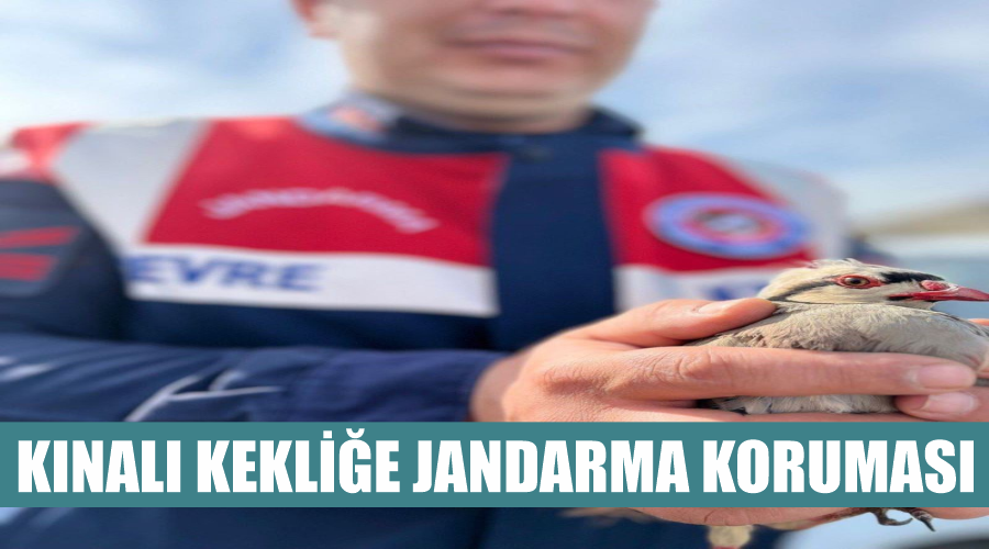 Kınalı kekliğe jandarma koruması