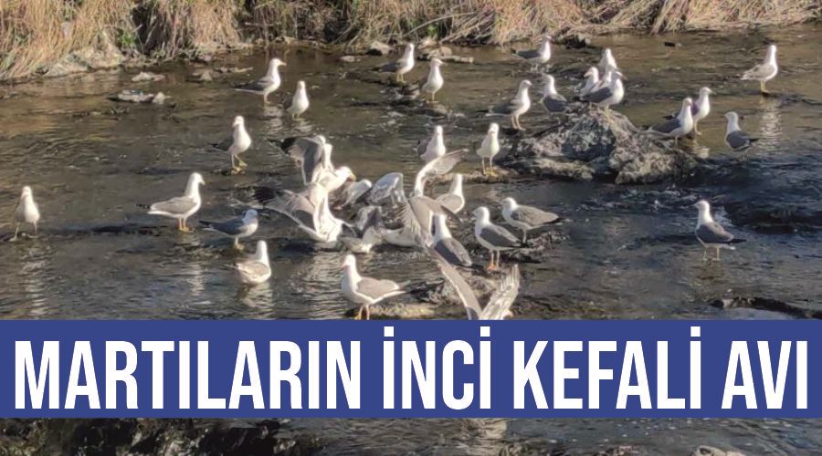 Martıların inci kefali avı