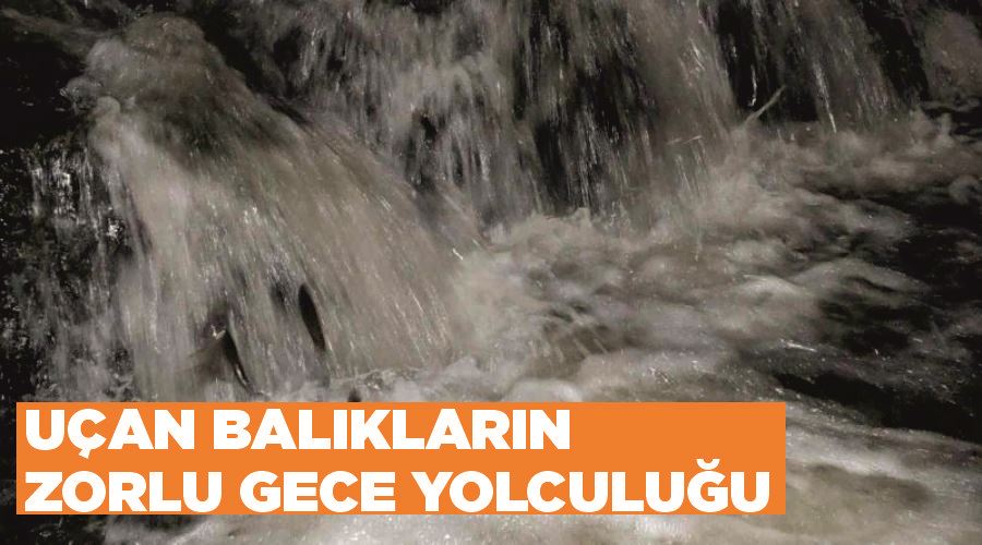 Uçan balıkların zorlu gece yolculuğu