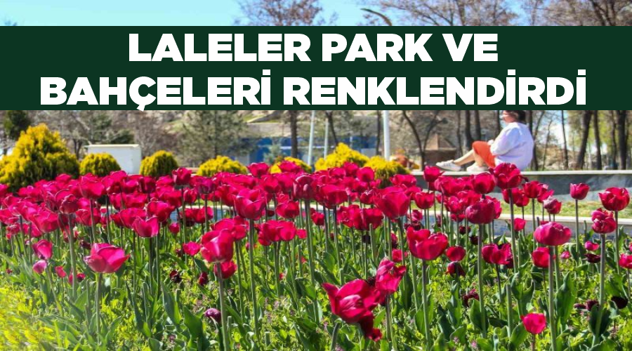 Laleler park ve bahçeleri renklendirdi