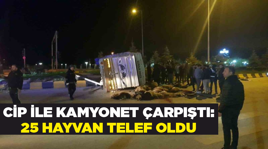 Cip ile kamyonet çarpıştı: 25 hayvan telef oldu