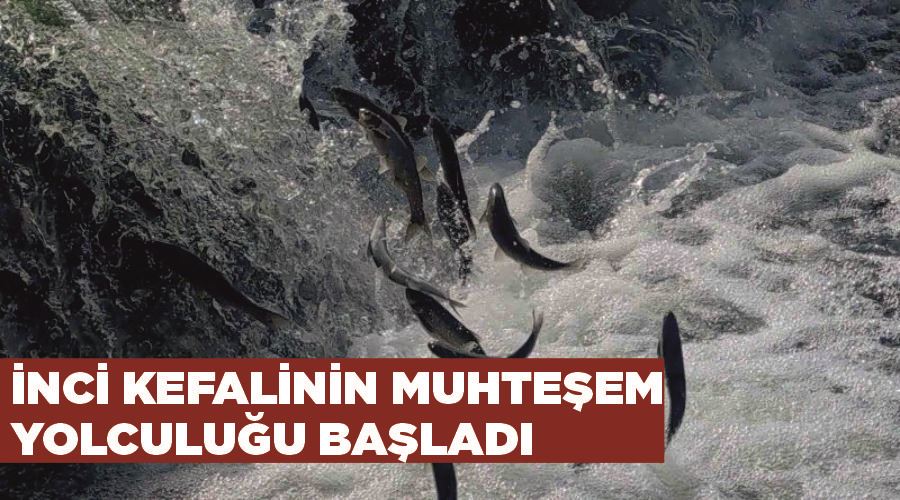 İnci kefalinin muhteşem yolculuğu başladı