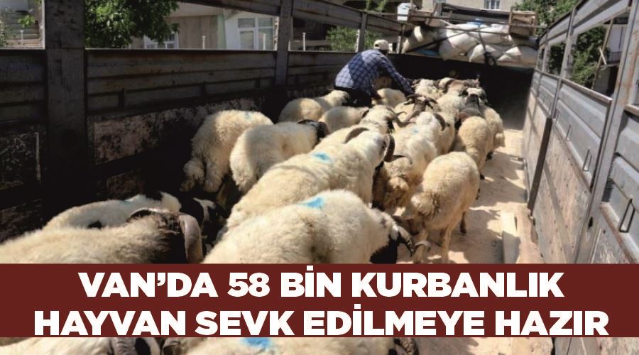 Van’da 58 bin kurbanlık hayvan sevk edilmeye hazır