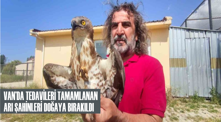Van’da tedavileri tamamlanan arı şahinleri doğaya bırakıldı