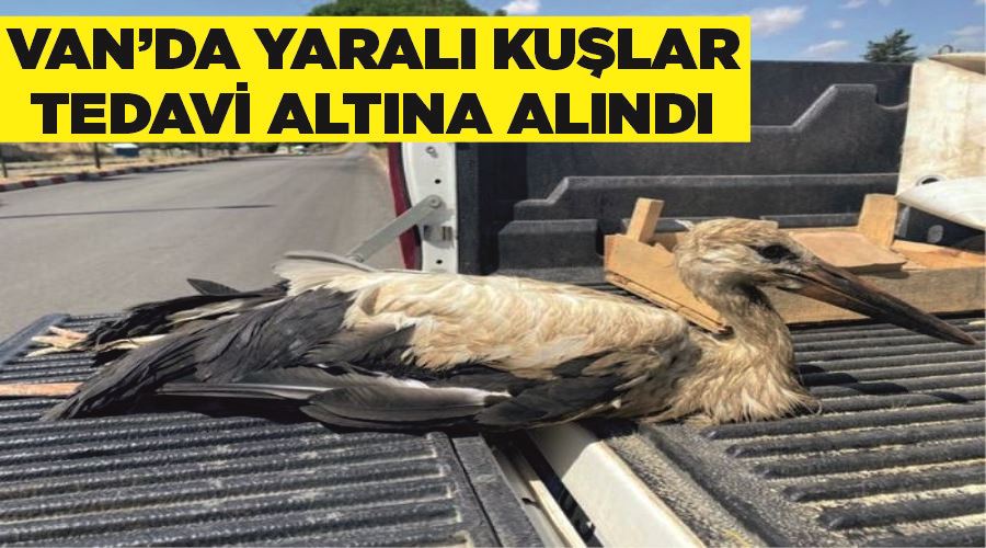 Van’da yaralı kuşlar tedavi altına alındı