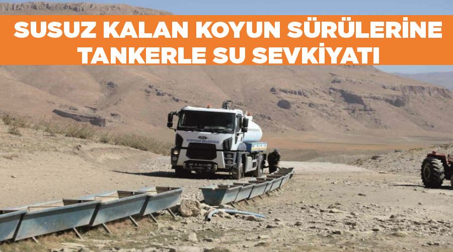 Susuz kalan koyun sürülerine tankerle su sevkiyatı