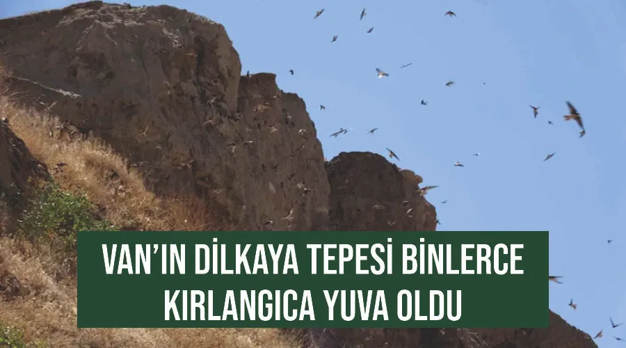 Van’ın Dilkaya Tepesi binlerce kırlangıca yuva oldu