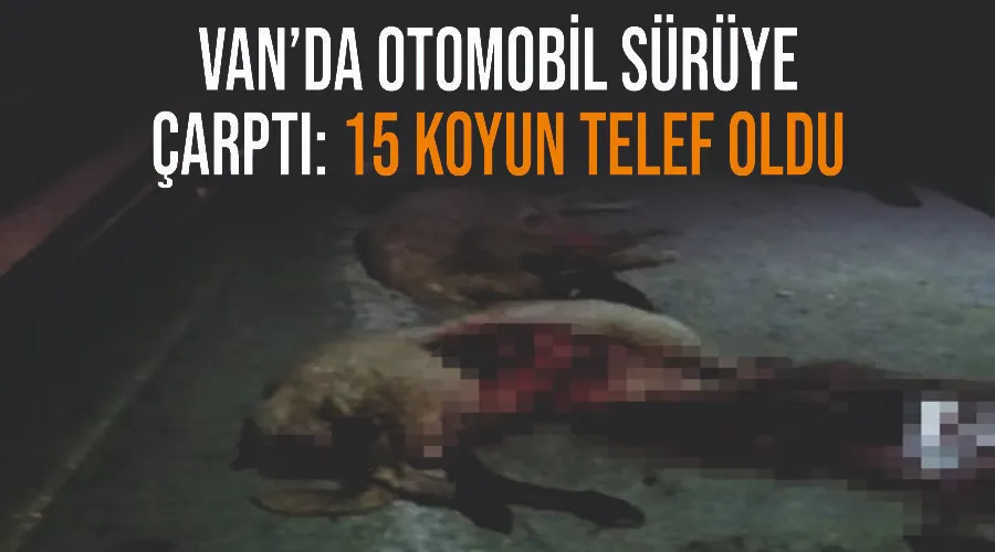 Van’da otomobil sürüye çarptı: 15 koyun telef oldu