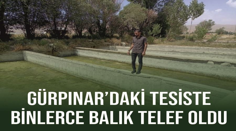Gürpınar’daki tesiste binlerce balık telef oldu