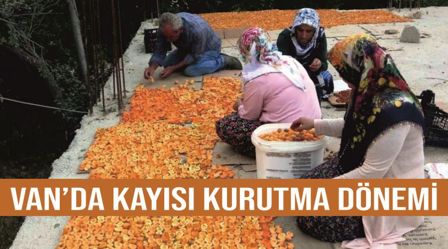 Van’da kayısı kurutma dönemi