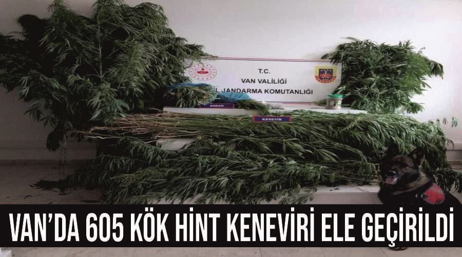 Van’da 605 kök hint keneviri ele geçirildi