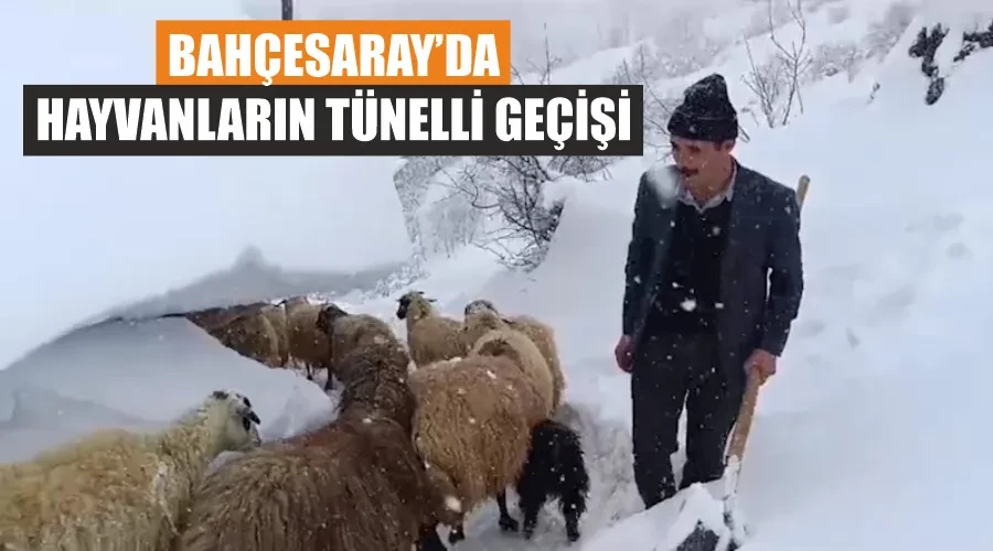 Bahçesaray’da hayvanların tünelli geçişi