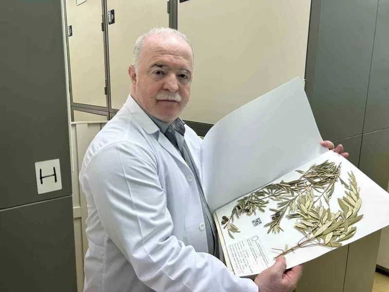 Zeytin ağacından gelen delil: Nuh’un Gemisi Cudi Dağı’nda