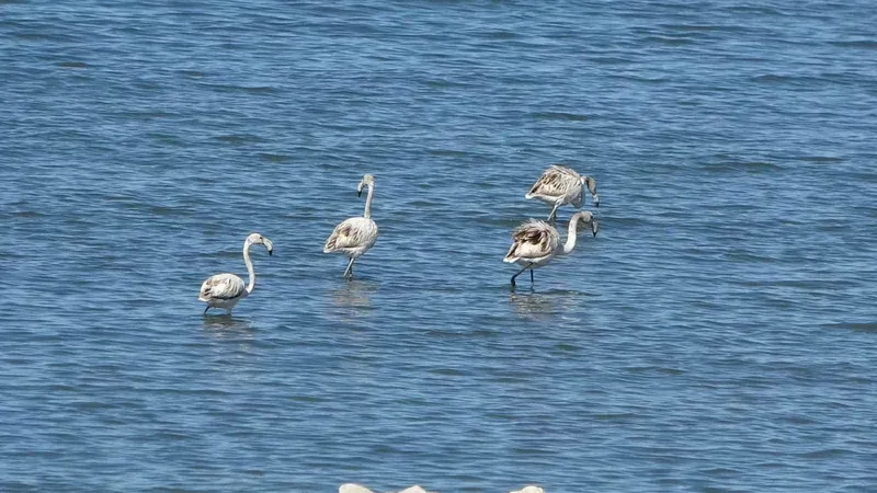 Flamingoların yeni gözdesi: İskele sahili