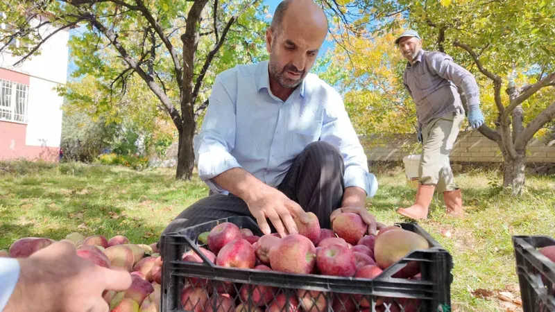 Kışlık elmalar dallardan indirilmeye başlandı