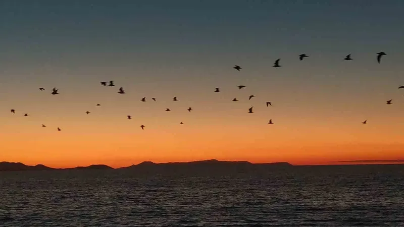 Van Gölü sahillerinde kuşların akşam göçü