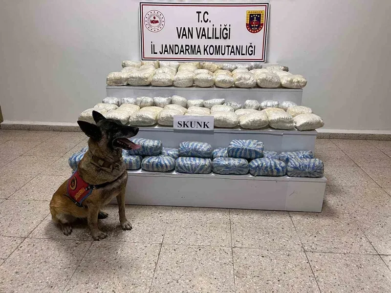 Van’da 47 kilo skunk ele geçirildi
