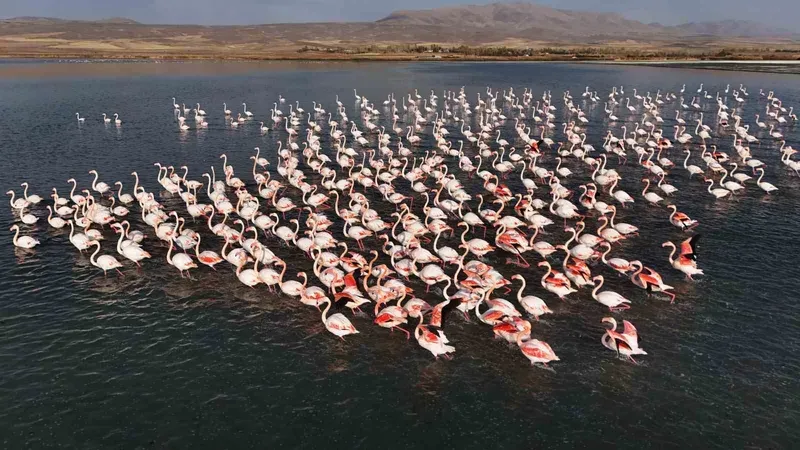 Flamingolar, Van Erçek Gölü’ndeki konaklama süresini uzattı