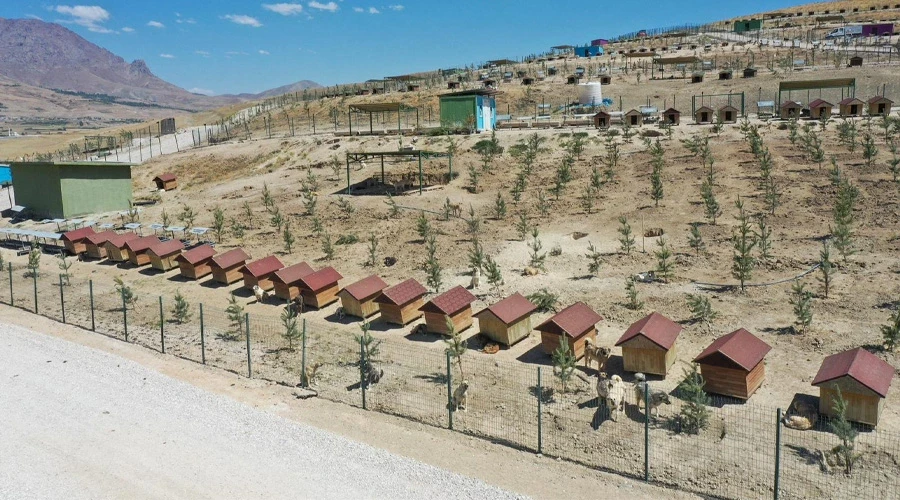 Van Büyükşehir Belediyesi Doğal Yaşam Alanına 20 Bin Ağaç Dikti