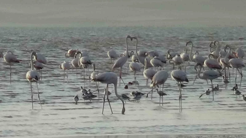Erçek Gölü’nde flamingoların renkli dansı