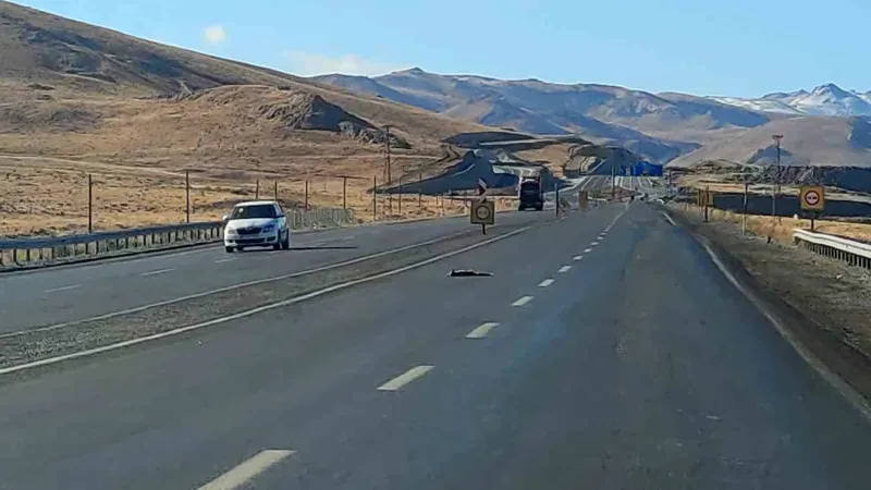 Van’da araçların çarptığı 2 tilki, 1 kartal ve 1 tavşan telef oldu