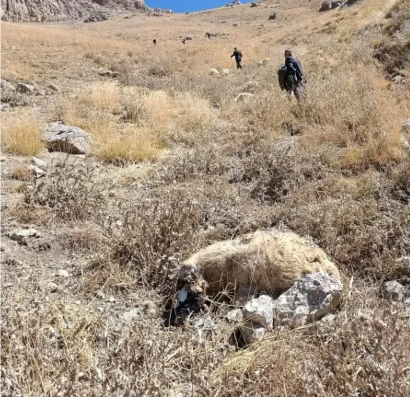 Başkale’de kurt saldırısı: Onlarca koyun telef oldu