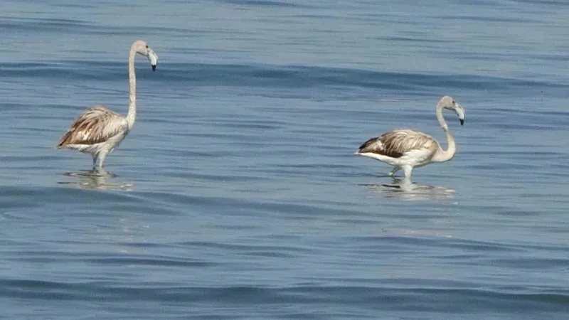 Flamingoların yeni durağı İskele sahili oldu