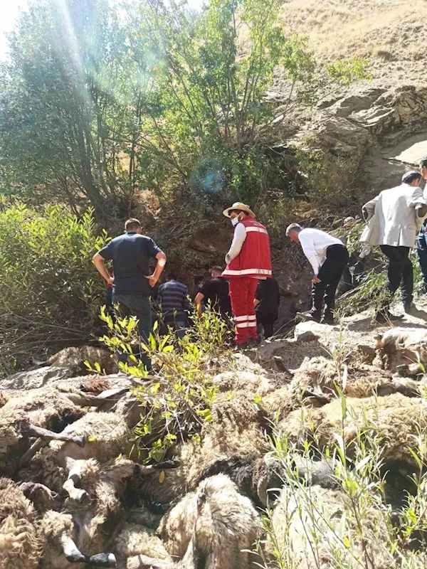 Van’da 334 koyun uçurumdan düşerek telef oldu