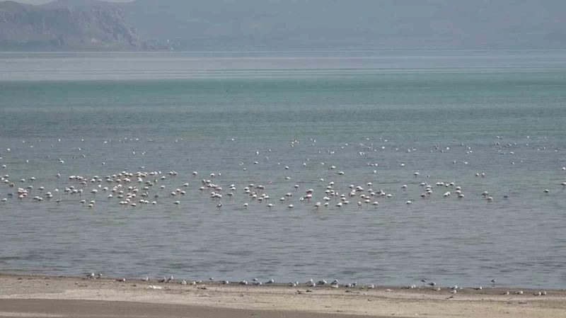 Van Gölü Havzası misafirlerini ağırlıyor