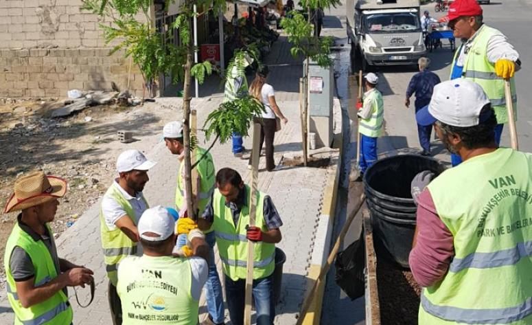 Yeni yollar ağaçlarla donatıldı