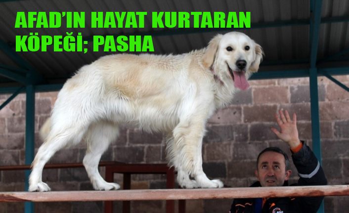 AFAD’ın hayat kurtaran köpeği ‘Pasha’ başarıya doymuyor
